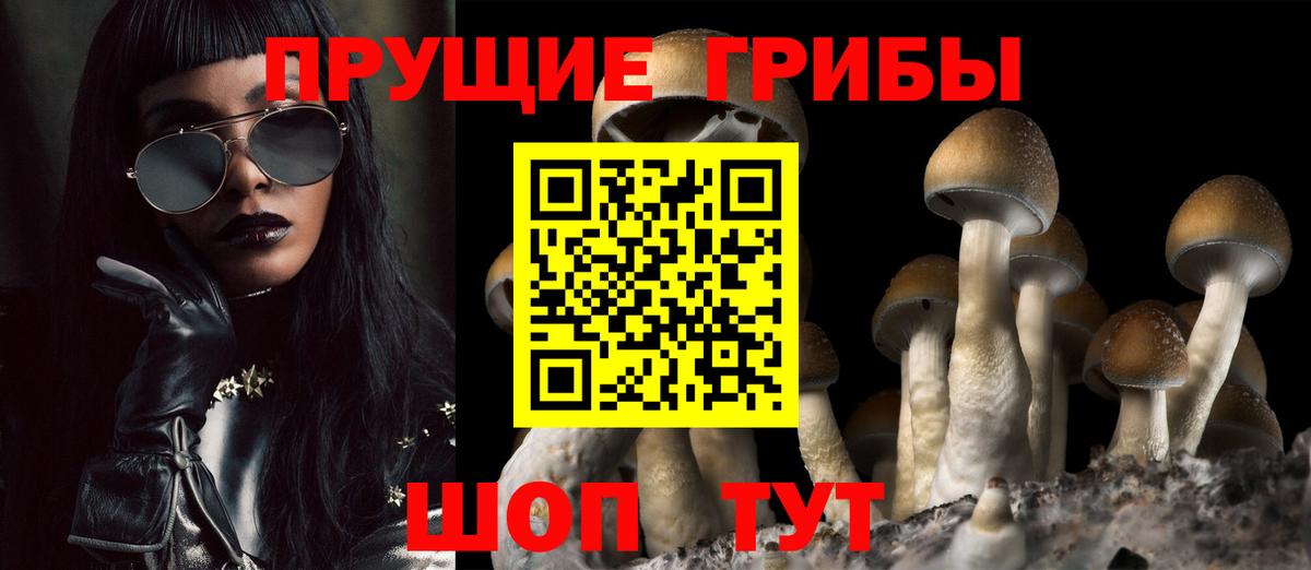 Псилоцибиновые грибы Cubensis  Вход с VPN  Новозыбков 